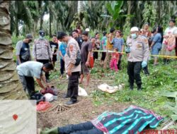 Pencari Brondolan Di Temukan Tewas Di Pokok Sawit PT Sawit Asahan Indah.(SAI)