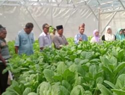 Muslim SH, Turun Langsung Mengikuti Panen Raya Kelompok Budidaya Hidroponik Dasawisma Desa Teluk Aur Tahun 2024.