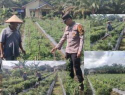 Polsek Ujungbatu Menggelar Lakukan Peninjauan Lahan Program Ketahanan Pangan