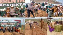 Bupati Rokan Hulu, Menghadiri Penanaman Jagung Serentak,Yang Di Wakili Oleh Asisten II Bertempat Di PT Sawit Asahan Indah (SAI).