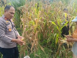 Polsek Tandun Bersama Warga Panen Jagung, Dukung Program Asta Cita Di Desa Puo Raya