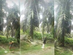 Sadis ! Diduga Pimpinan Perkebunan PT  Bina Pitri Jaya (BPJ) Sudah Kebal Hukum.