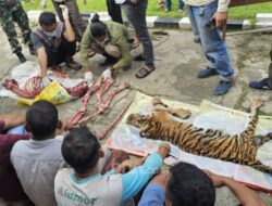 Tersangkut Jerat Babi, Seekor Harimau Sumatera di Rokan IV Koto Dibunuh, 6 Tersangka Diamankan Polisi