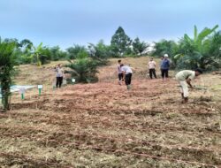 Polsek Rambah Samo Dukung Ketahanan Pangan Melalui Penanaman Jagung Pipil Bersama PT. KSM