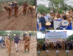 PT Karya Samo Mas (KSM) Bersama, Ketua PUK F-SPTI KSM Rica Charli Pandiangan Dukung Penuh Kegiatan Penanaman Jagung Pipil Yang Ada Di Desa Teluk Aur.