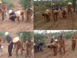 Pemdes Teluk Aur, Dukung Penuh Asta Cita Presiden RI, Dalam Rangka Kegiatan Penanaman Jagung Pipil Bersama PT Karya Samo Mas (KSM)