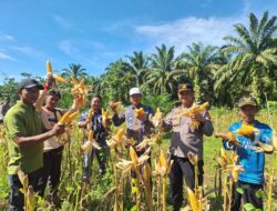 Polsek Rambah Hilir Ipda Jonnes, Pimpin Panen Raya Jagung Serentak Tahap II.
