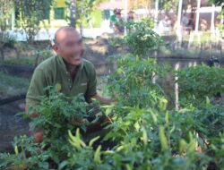 Lapas Banjarmasin Bekali Ilmu Kemandirian Budidaya Tanaman Cabai untuk Warga Binaan