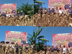 Kepdes Teluk Aur Bersama Polsek Rambah Samo, Gelar Kegiatan Panen Raya Jagung Pipil Di PT, Karya Samo Mas (KSM) Berjalan Lancar.