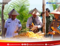 Dukung Program Ketahanan Pangan Nasional, Wabup Syafaruddin Poti Hadiri Kegiatan Panen Jagung BUMDes Maju Bersama Desa Kepenuhan Hilir.