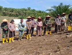 Pemdes Teluk Aur, Bersama Polsek Rambah Samo Gelar Penanaman Jagung, Wujudkan Swasembada Pangan.