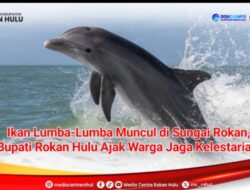 Pesut Mahakam Muncul di Sungai Rokan, Bupati Rokan Hulu Ajak Warga Jaga Kelestariannya