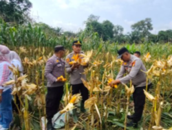 Kapolsek Rambah Samo Gelar Panen Raya Jagung di Desa Lubuk Bilang, Berjalan Lancar.