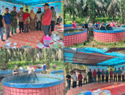 Direktur Bumdes Aur Sejahtera Desa Teluk Aur, Gelar Panen Ikan Lele, Bersama Kelompok Tani Sari Mekar Jaya Berjalan Lancar.