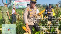 Kapolsek Rambah Samo, Hadiri Panen Jagung Pipil Kuartal 1 Tahun 2026, Dukung  Program Ketahan pangan Presiden RI, di Desa Karya Mulia.