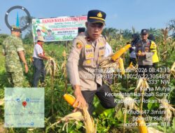 Kapolsek Rambah Samo, Hadiri Panen Jagung Pipil Kuartal 1 Tahun 2026, Dukung  Program Ketahan pangan Presiden RI, di Desa Karya Mulia.