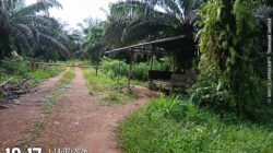 KEBUN SAWIT DIKELOLA AKEW AMEN PULUHAN HEKTAR DI DESA NADI DIDUGA MILIK BUYUNG Satgas dan Kejati Babel Diminta Segera Usut Tuntas!