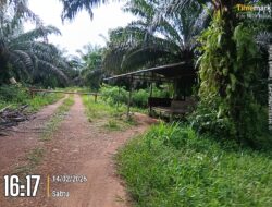 KEBUN SAWIT DIKELOLA AKEW AMEN PULUHAN HEKTAR DI DESA NADI DIDUGA MILIK BUYUNG Satgas dan Kejati Babel Diminta Segera Usut Tuntas!