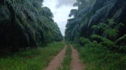 Diduga Kuasai 176 Hektar Hutan Produksi dan Hutan Lindung,Kebun Sawit di Desa Melingai Disorot Publik