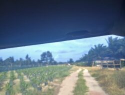 Diduga Serobot Kawasan Hutan Lindung,Kebun Sawit 40 Hektar di Desa Nadi Bom Waktu Hukum