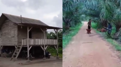 160 Hektare Kebun Sawit Diduga Masuk Kawasan HL Beriga, Warga Sebut Milik Buyung Dikelola Amen Cs