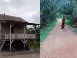 160 Hektare Kebun Sawit Diduga Masuk Kawasan HL Beriga, Warga Sebut Milik Buyung Dikelola Amen Cs