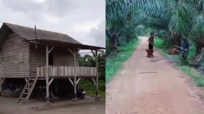 160 Hektare Kebun Sawit Diduga Masuk Kawasan HL Beriga, Warga Sebut Milik Buyung Dikelola Amen Cs