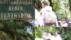Diduga Kebun(SG) Surau Gading,Tidak Peduli Dengan Keselamatan Anak Sekolah
