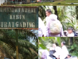 Diduga Kebun(SG) Surau Gading,Tidak Peduli Dengan Keselamatan Anak Sekolah