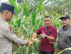 Polisi Cinta Petani, Polsek Tambusai Utara Gelar Pengecekan Perkembangan Jagung Pipil di Desa Rantau Sakti Berjalan Lancar.