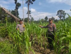 Polsek Rambah Samo Tinjau Tanaman Jagung di Sei Salak, Perkuat Program Ketahanan Pangan Nasional