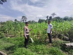 Jagung Jadi Pilar Ketahanan Pangan,Kanit Binmas Bersama Bhabinkamtibmas Polsek Rambah Samo, di Dampingi Kades Sei Salak Gelar Pengecekan Tanaman Jagung
