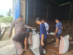 Polsek Tambusai Utara Kawal Penyerapan Jagung Petani, Wujud Nyata Polisi Cinta Petani