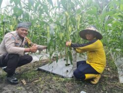 Polsek Tambusai Utara Hadir di Tengah Petani Jagung, Perkuat Keamanan dan Ketahanan Pangan