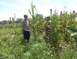 Gerakan Nyata Polsek Tambusai Utara Dukung Ketahanan Pangan dan Kesejahteraan Petani di Desa Mahato