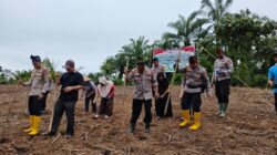 Polsek Rambah Samo,Jadi Pengelola Langsung Lahan Seluas 2 Hktr di Desa Marga Mulya.