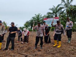 Polsek Rambah Samo Perkuat Ketahanan Pangan Melalui Penanaman Jagung Kuartal II di Desa Marga Mulya.