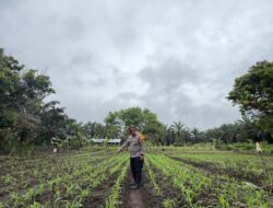 Kawal Program Ketahanan Pangan Nasional, Polsek Bonai Darussalam Pantau Pertumbuhan Tanaman Jagung dan Pastikan Sukses hingga Panen