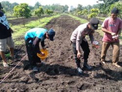 Polsek Tambusai Utara Bersama Petani Perkuat Ketahanan Pangan, Bukti Nyata Polisi Cinta Petani