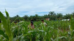 Polsek Rambah Samo, Wujudkan Polisi Cinta Petani, Cek Perkembangan Ketahanan Pangan di Desa Teluk Aur.