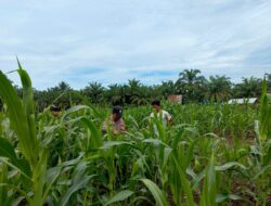 Polsek Rambah Samo, Wujudkan Polisi Cinta Petani, Cek Perkembangan Ketahanan Pangan di Desa Teluk Aur.