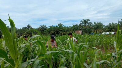 Polsek Rambah Samo, Wujudkan Polisi Cinta Petani, Cek Perkembangan Ketahanan Pangan di Desa Teluk Aur.