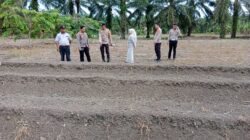Dukung Ketahanan Pangan, Polsek Tambusai Utara Siapkan Lahan Tanam Jagung di Desa Rantau Sakti