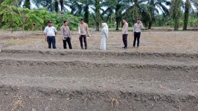 Dukung Ketahanan Pangan, Polsek Tambusai Utara Siapkan Lahan Tanam Jagung di Desa Rantau Sakti