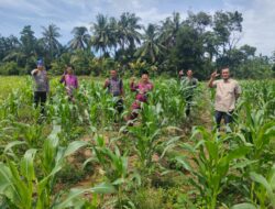Kerja Nyata Polsek Rambah Samo, Dukung Ketahanan Pangan Wujudkan Polisi Cinta Petani di Desa Rambah Baru.