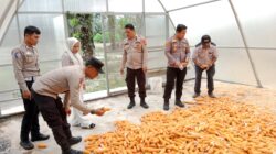 Polsek Tambusai Utara Dukung Petani Rantau Sakti, Dalam Rangka Melaksanakan Pengecekan Jagung Pipil.