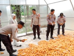 Polsek Tambusai Utara Dukung Petani Rantau Sakti, Dalam Rangka Melaksanakan Pengecekan Jagung Pipil.