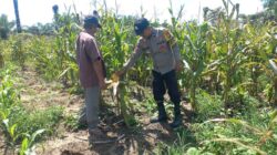 Polsek Tambusai Utara,Cek Perkembangan Ketahanan Pangan di Desa Mahato.