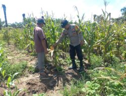 Polsek Tambusai Utara,Cek Perkembangan Ketahanan Pangan di Desa Mahato.