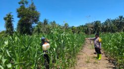 Wujudkan Polisi Cinta Petani, Polsek Rambah Samo Cek Ketahanan Pangan di Desa Teluk Aur.